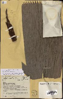 spécimen de Manicaria saccifera