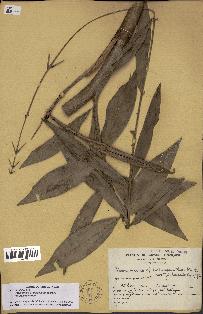 spécimen de Desmoncus polyacanthos