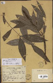 spécimen de Desmoncus polyacanthos