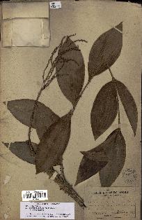 spécimen de Desmoncus polyacanthos
