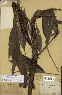 spécimen de Desmoncus polyacanthos