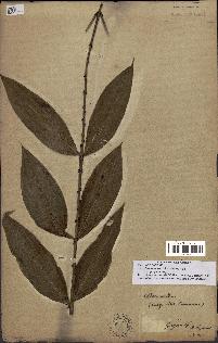 spécimen de Desmoncus polyacanthos
