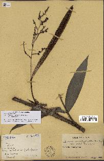 spécimen de Desmoncus polyacanthos