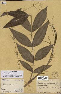 spécimen de Desmoncus polyacanthos