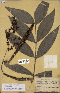 spécimen de Desmoncus polyacanthos