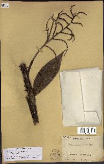 spécimen de Desmoncus polyacanthos