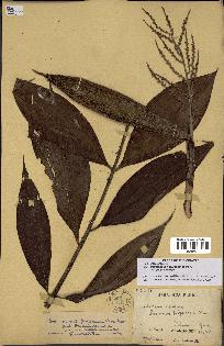 spécimen de Desmoncus polyacanthos