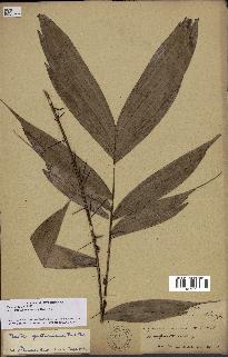 spécimen de Bactris gastoniana