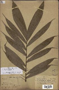 spécimen de Bactris gastoniana