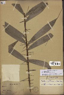 spécimen de Bactris gastoniana