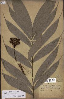 spécimen de Bactris gastoniana