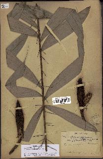 spécimen de Bactris gastoniana