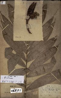 spécimen de Bactris gastoniana