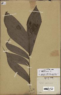 spécimen de Bactris gastoniana