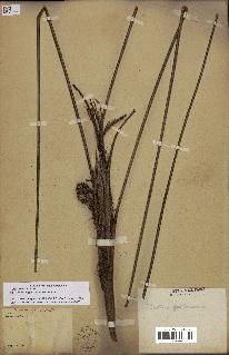 spécimen de Bactris gastoniana