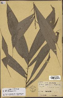 spécimen de Bactris gastoniana