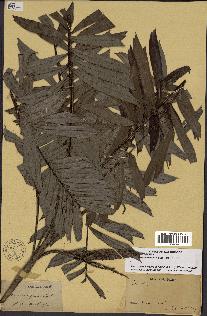 spécimen de Bactris elegans