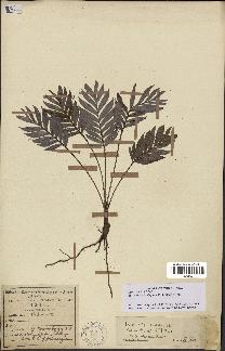 spécimen de Bactris elegans
