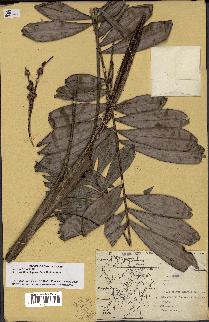 spécimen de Bactris elegans