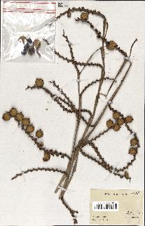 spécimen de Calamus sp.