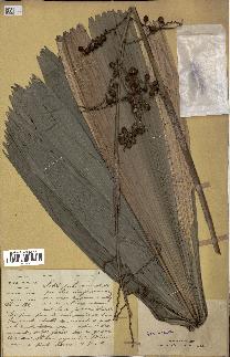spécimen de Calamus sp.