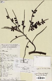 spécimen de Dypsis lutescens