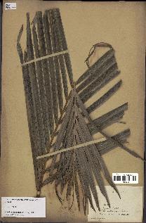 spécimen de Dypsis lutescens