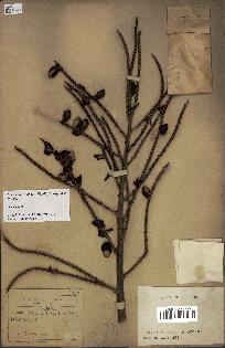 spécimen de Dypsis lutescens