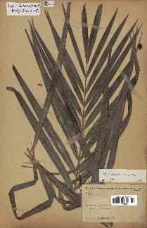 spécimen de Dypsis lutescens