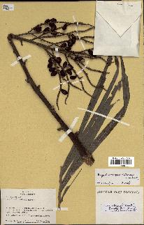 spécimen de Dypsis lutescens