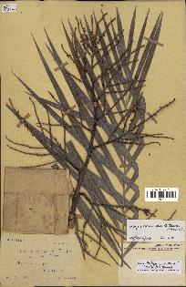 spécimen de Dypsis lutescens