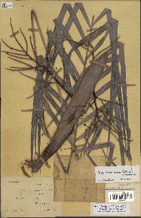 spécimen de Dypsis lutescens