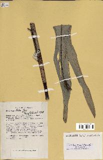 spécimen de Dypsis lutea