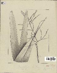 spécimen de Dypsis lutea