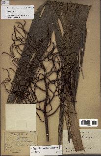 spécimen de Dypsis lutea
