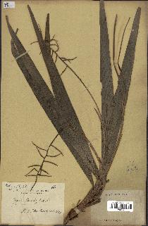 spécimen de Dypsis louvelii