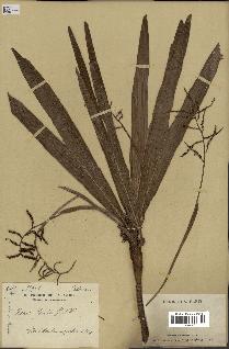 spécimen de Dypsis louvelii
