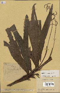 spécimen de Dypsis louvelii
