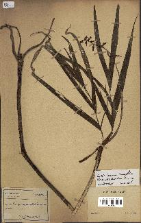 spécimen de Dypsis louvelii