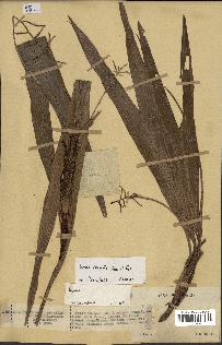 spécimen de Dypsis louvelii