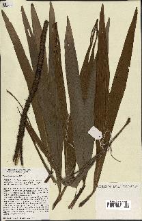 spécimen de Dypsis louvelii