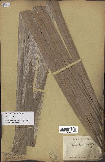 spécimen de Dypsis prestoniana