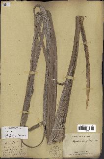 spécimen de Dypsis prestoniana