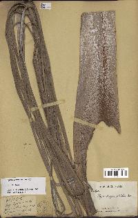spécimen de Dypsis prestoniana