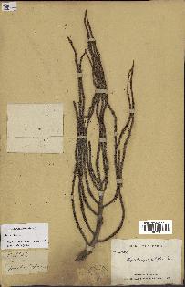 spécimen de Dypsis prestoniana