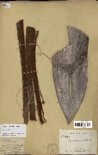 spécimen de Dypsis prestoniana