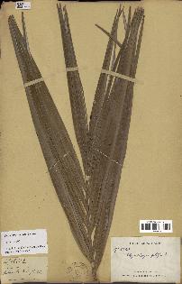 spécimen de Dypsis prestoniana