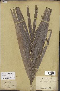 spécimen de Dypsis prestoniana