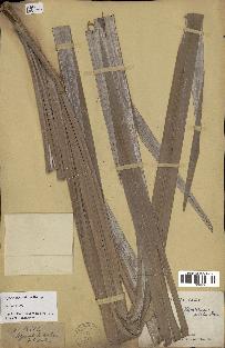 spécimen de Dypsis prestoniana