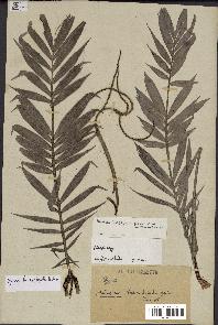 spécimen de Dypsis heterophylla